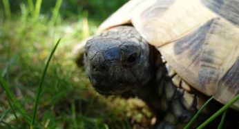 Tartaruga in giardino? Rischi una multa: il motivo