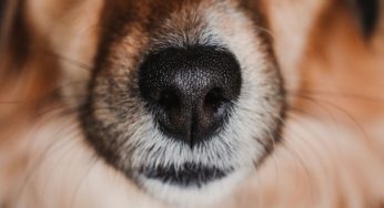 Perché i baffi dei cani non andrebbero mai tagliati