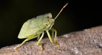 Rimedi naturali per tenere le cimici lontane da casa