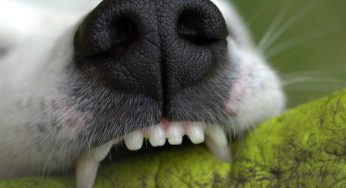 Cosa rischia il tuo cane se non gli lavi spesso i denti