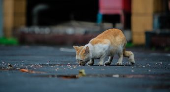 Nuova app per localizzare i bocconi avvelenati destinati agli animali