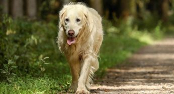 Cosa devi sapere se lasci il cane spesso senza guinzaglio