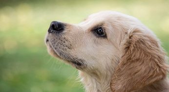 Bimbo e la dolorosa decisione: tutto per proteggere il suo cane