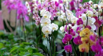 Non spendere nulla, utilizza questo fertilizzante per le tue orchidee