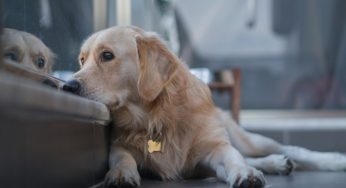 Se il cane fa questo sta perdendo l’udito: i segnali