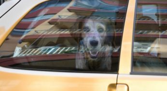 Cane chiuso in auto, cosa si può fare a norma di legge