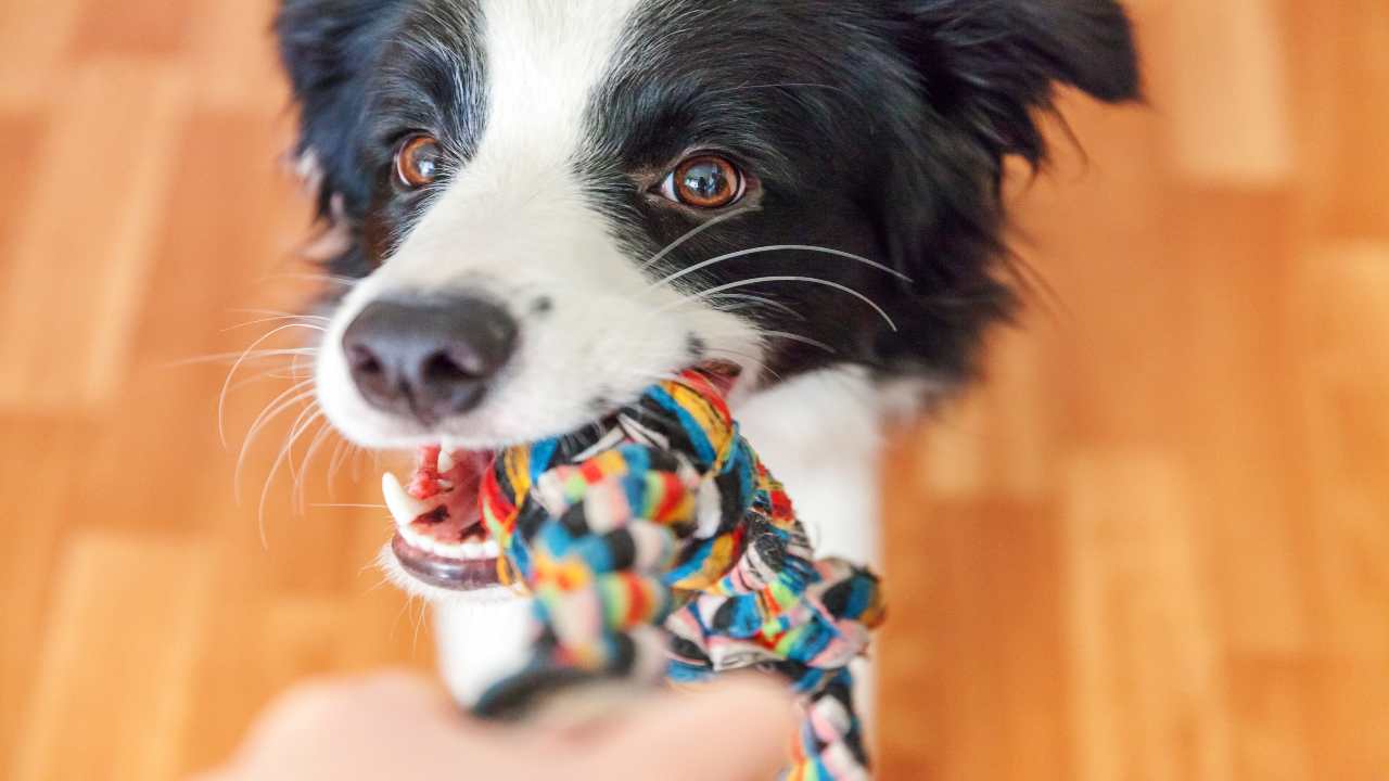 Pallina per cani fatta in casa: facile, veloce ed economica