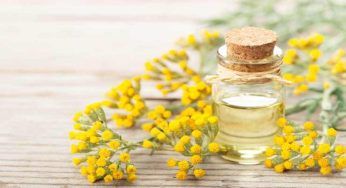 Elicriso e il suo aroma particolare, come coltivare la pianta. Il segreto