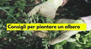 Se vuoi piantare un albero, fai così: i consigli per evitare errori