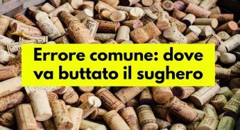 Tappo di sughero, lo hai sempre buttato nel secchio errato: dove si getta