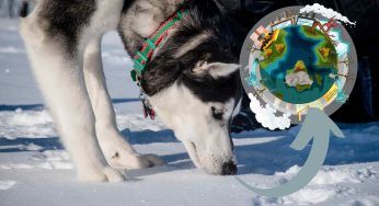 Sai che la neve ha un preciso odore: sta cambiando a causa dell’inquinamento