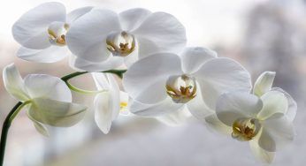 Orchidee stupende: fai questo una volta a settimana e non te ne pentirai