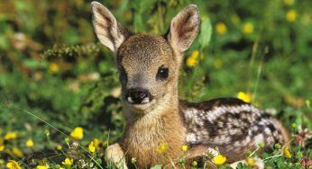 Nessun posto sicuro: la caccia sarà possibile in parchi, città e gli animali mangiati