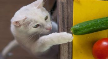 Gatti e la paura dei cetrioli: non spaventarli mai. Il vero motivo