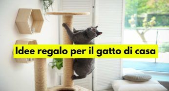 Per Natale fai un regalo al tuo gatto: le idee più divertenti e geniali