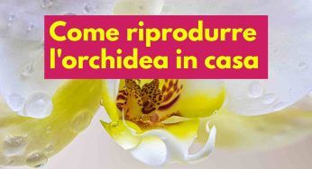 Riproduci l’orchidea in casa: questo il trucco segreto, è semplicissimo