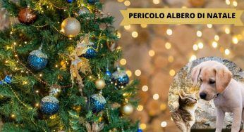 Albero di Natale, occhio può rappresentare un rischio per gli animali