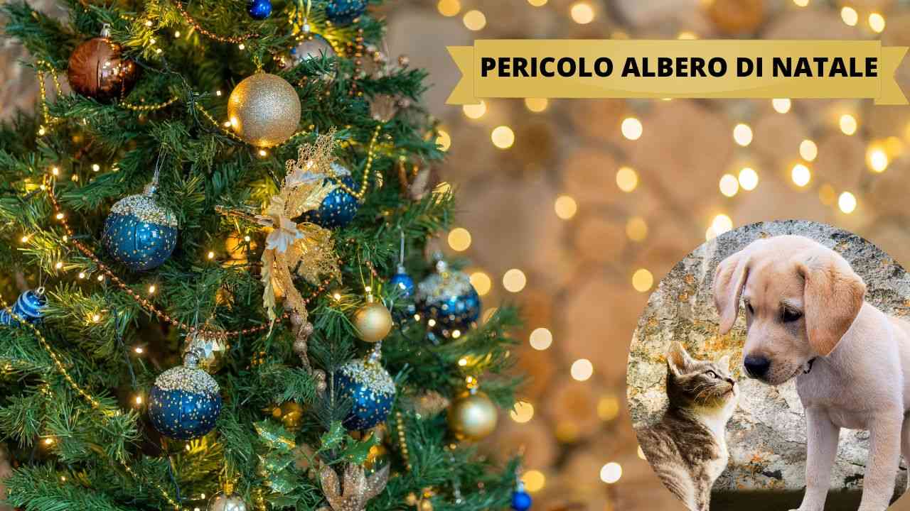 Albero di Natale, occhio può rappresentare un rischio per gli animali