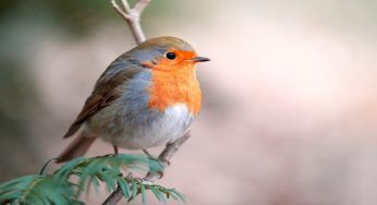 Pettirossi, come poterli attirare nel giardino nei mesi più freddi