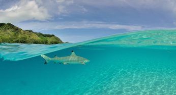 Vede lo squalo e si getta in acqua: paura tra i presenti per la sua vita