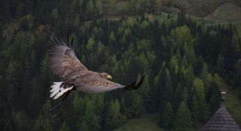 La preda dell’aquila lascia a bocca aperta il fotografo: l’ha mangiata anche lei…