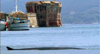 Spagna: questa balena ha una scoliosi evidente, forse la causa lo scontro con una nave