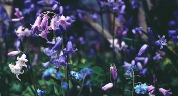 Campanelle, fiore originale per il tuo giardino: prenditene cura così