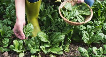 Spinaci, una mini guida su come coltivarli in vaso o in giardino