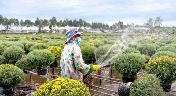 Multa salata se lo hai nel tuo giardino: nessuno lo immagina