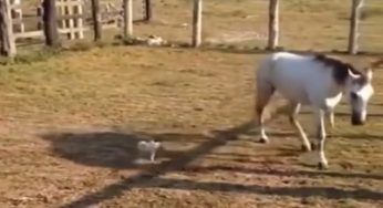 Un gallo sfida il cavallo: così lo fa impazzire – VIDEO