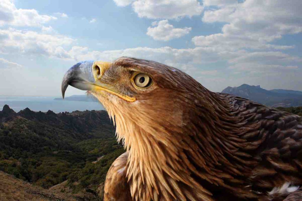 Aquila Che Cosa Sai Davvero Sul Re Dei Rapaci I Segreti E Le