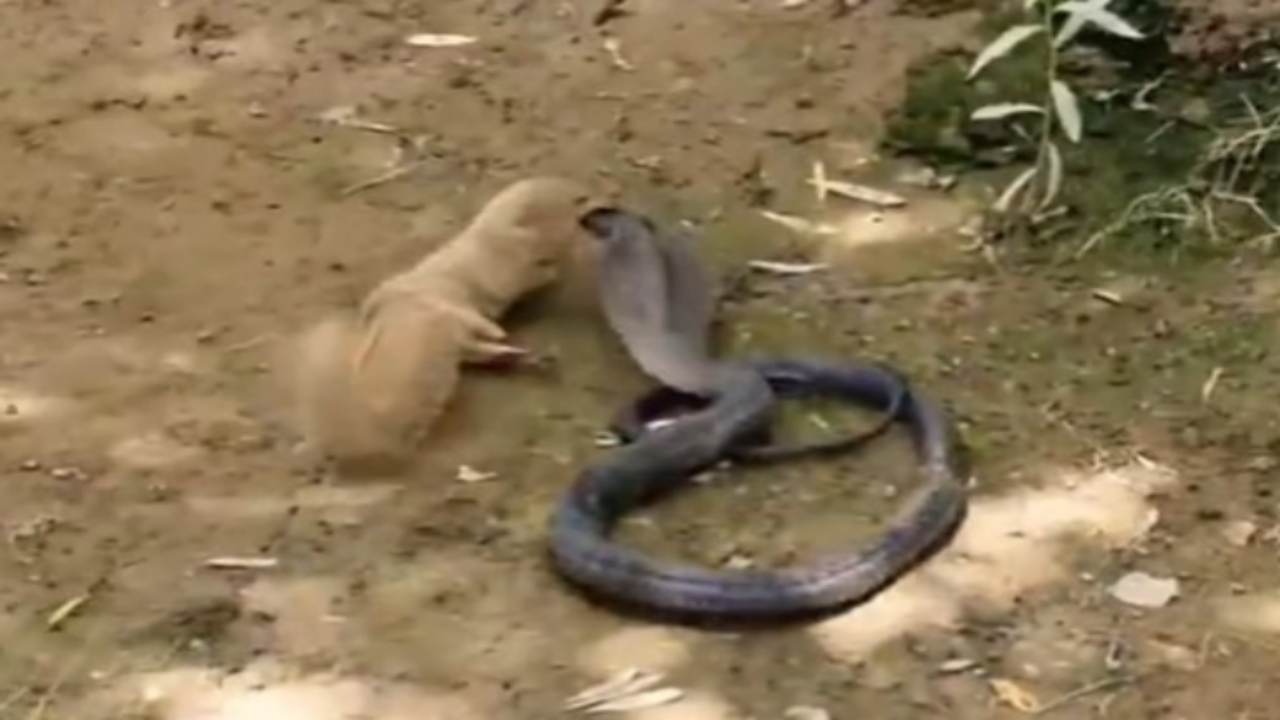 gioco del serpente che mangia le mele｜Pesquisa do TikTok