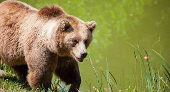 Trentino, brutta aggressione: un orso contro un uomo e il suo cane, ma di chi è la colpa?