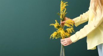 Mimose non buttarle, da un solo ramo potrai far crescere una pianta