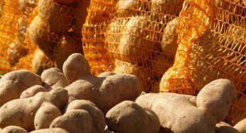 Patate germogliate: è sicuro mangiarle si o no. La risposta