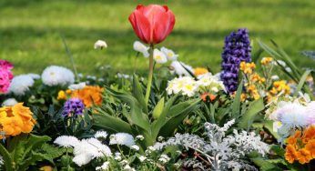 Primavera, i fiori che non possono mancare sul balcone