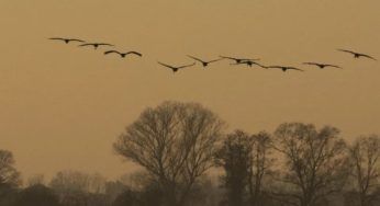 La scienza ne è affascinata: lui è l’animale più luminoso al mondo