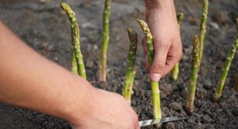 Asparagi, come poterli coltivare in giardino