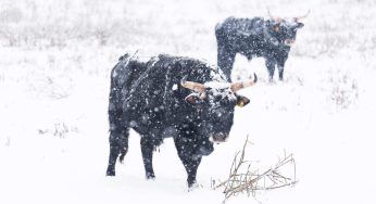 Bovini bloccati nella contea di Humboldt a causa delle tempeste invernali: il VIDEO degli aiuti