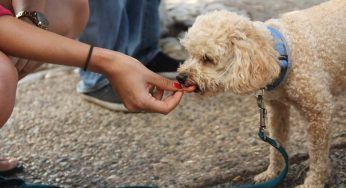 Cani, occhio alla processionaria: DEVI conoscere questi sintomi