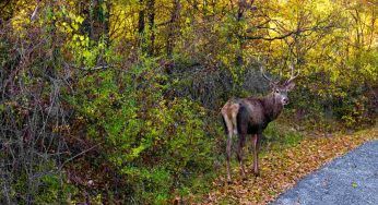 “Borgo dei cervi” un posto unico: chiunque lo visiti ne rimane affascinato