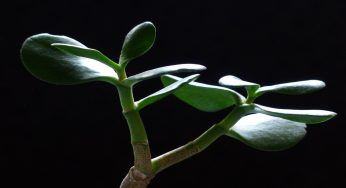 Albero di Giada: le foglie rosse fanno preoccupare, fai subito questo