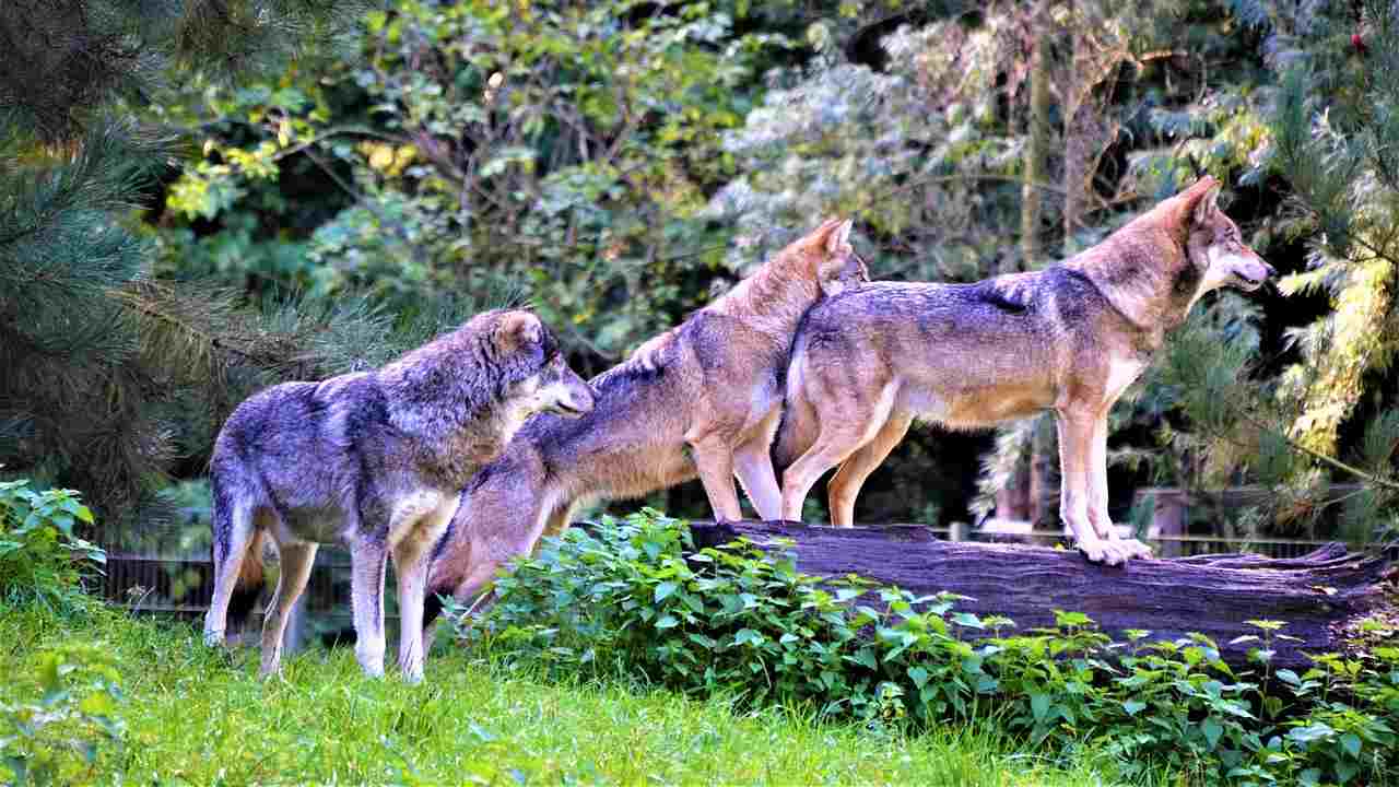 Abruzzo, lupo si aggira nel territorio sbagliato: il branco lo attacca