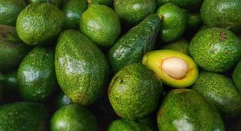 Avocado, il segreto per piantare un albero: non tutti lo sanno