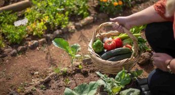 Orto, non lo fa quasi mai nessuno: perchè invece dovresti piantare dei fiori