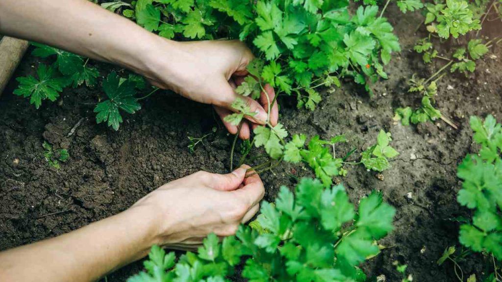 Piante Velenose Le Pi Comuni Che Si Possono Trovare In Giardino