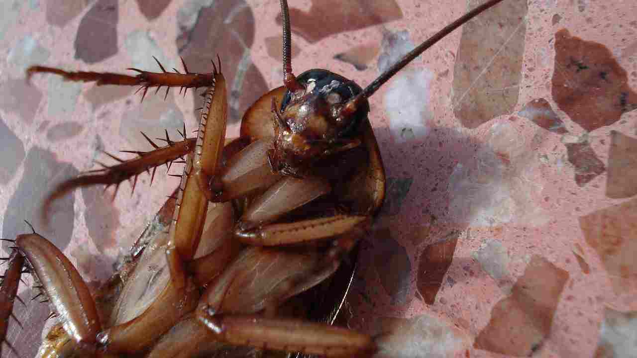 Scarafaggi e Blatte in casa? Niente panico, ecco come sconfiggerle