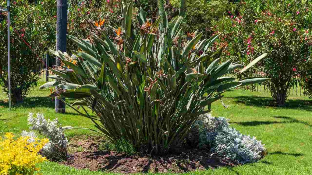 Strelitzia Coltivala In Vaso O Nel Giardino Non Dimenticare Questo