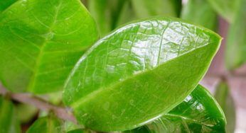 Zamioculcas, pianta forte ma marcisce spesso: non disperare puoi salvarla così