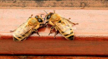 Api, quali piante le attirano: se non le vuoi non averle in giardino